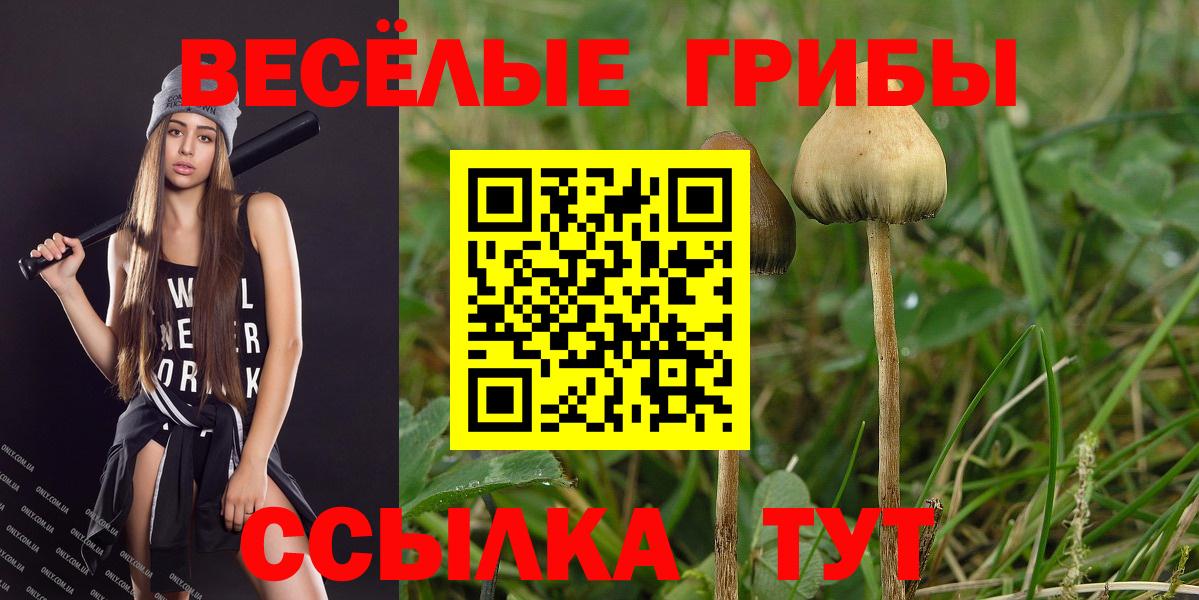 Галлюциногенные грибы Psilocybine cubensis Асбест